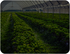 AgriTech